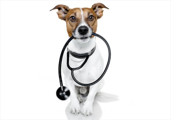 Olfato-canino-fareja-cancer-de-prostata-com-98-porcento-de-precisao