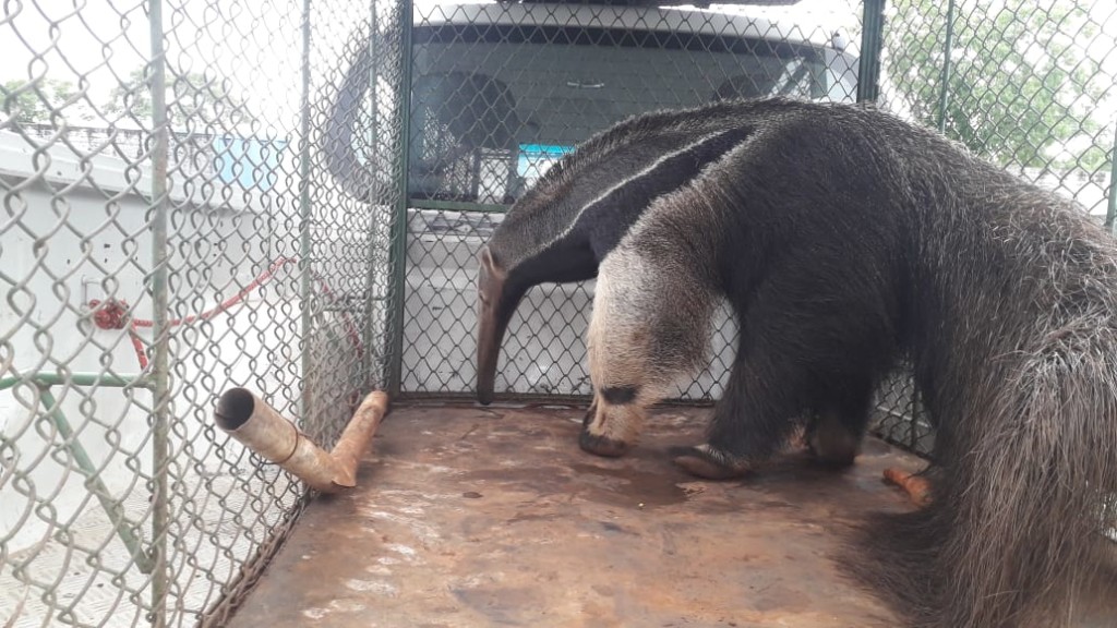Tamandua-MIranda-15-de-janeiro-de-2021