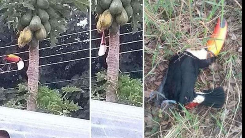 tucanos_mortos_widelg