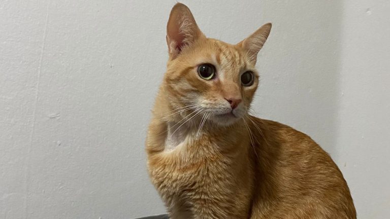 WhatsApp-Image-2023-07-17-at-11.52.01-1-768x432