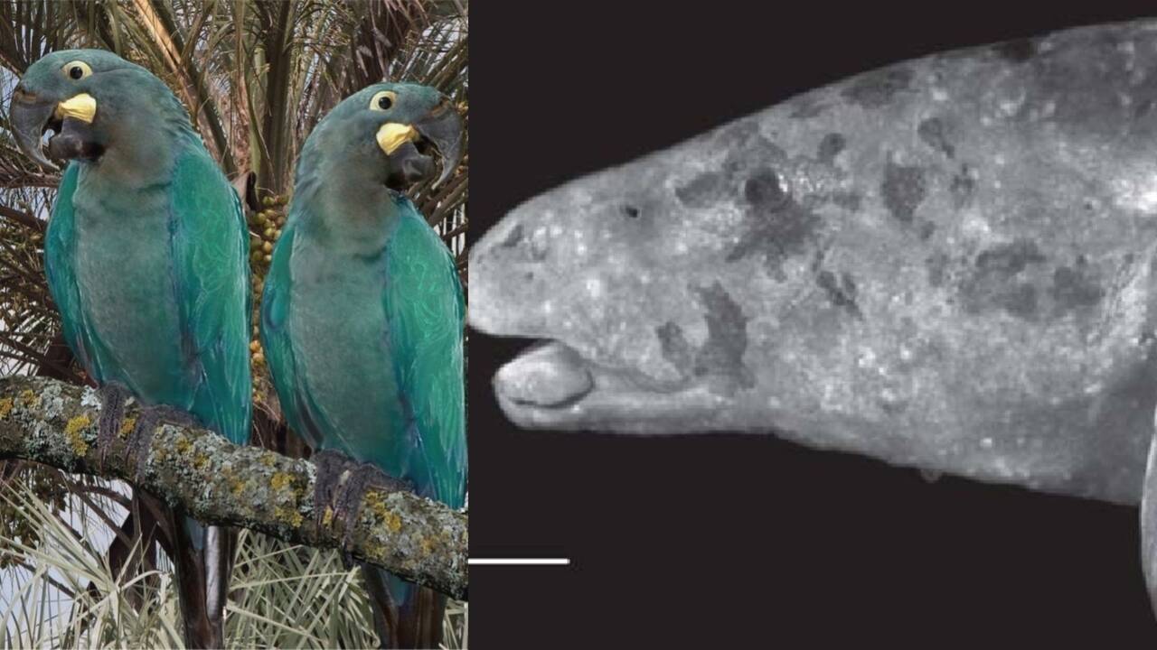 arara-azul-pequena-peixe-capa