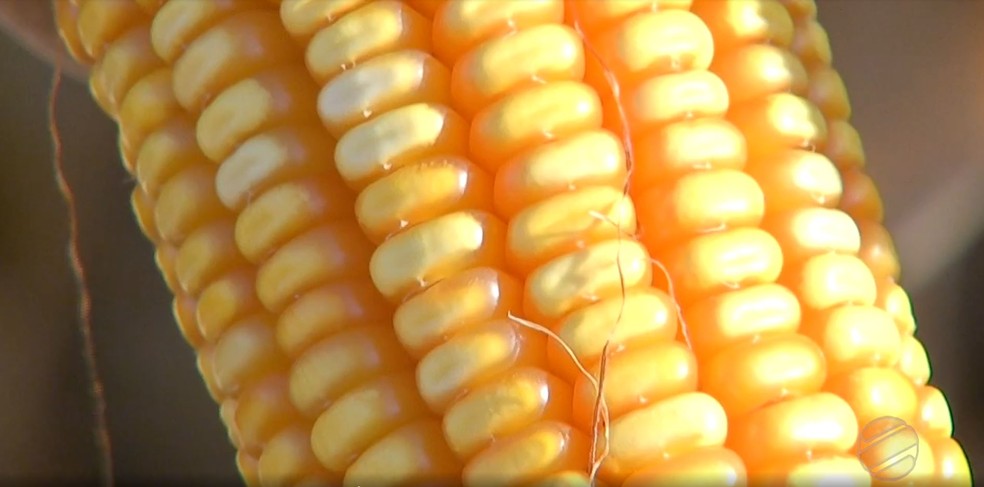 milho (1)