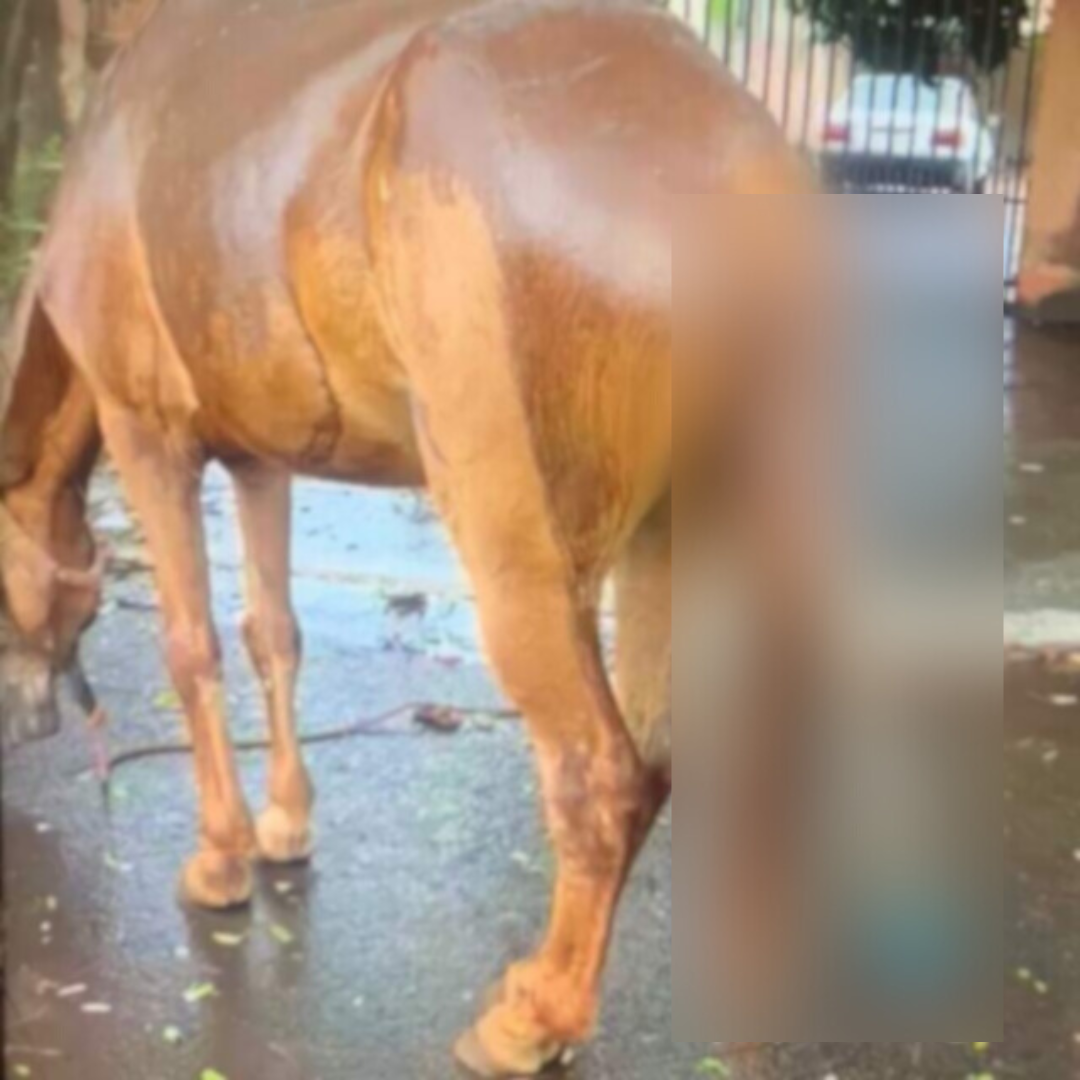 Design_sem_nome (80)