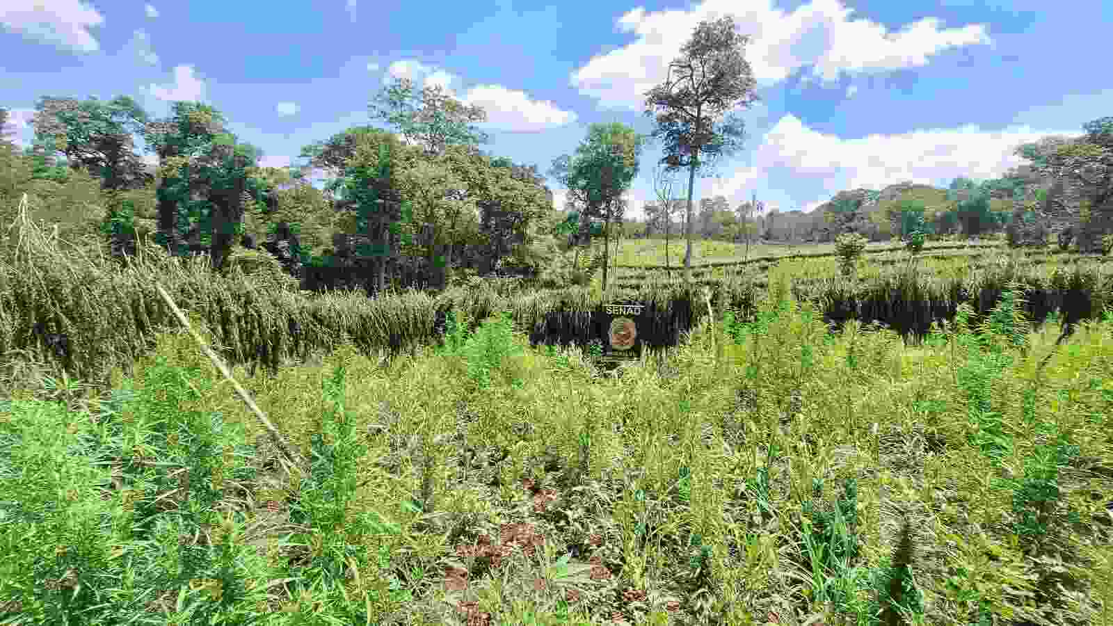 Senad-maconha-secagem