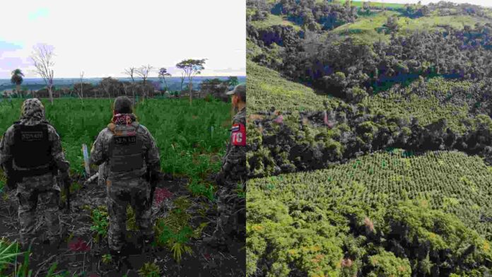 Maconha_Paraguai_Foto-Divulgacao-Policia-Paraguaia