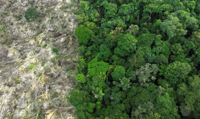amazonia_desmatamento_1 (1)