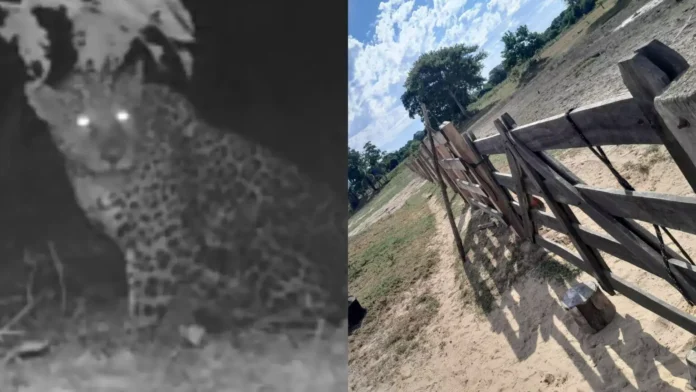 onca-ataca-peao-1536x864