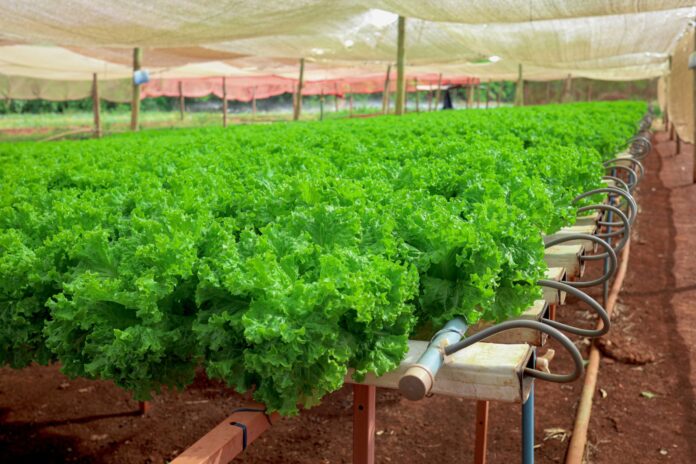 IMG_4849-2-scaled (1)