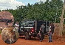 Morador é preso em Brasilândia por suspeita de matar 20 animais envenenados