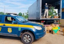 PRF apreende mais de 1,5 tonelada de maconha escondida em caminhão na BR-267