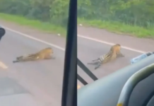 Onça-pintada se arrasta e morre após ser atropelada e abandonada na BR-262