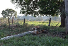 Trabalhador morre eletrocutado durante poda de árvore no Jardim Carioca